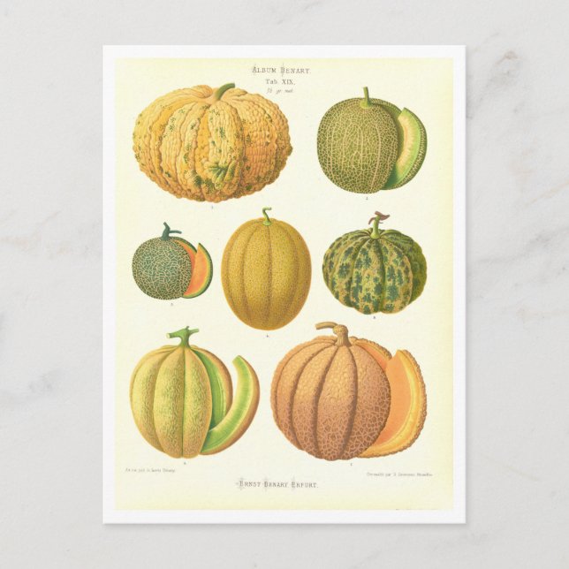 Melons Botanical Illustration from Seed Catalog Postcard (Front)