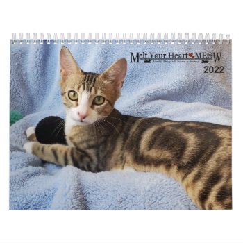 Melt Your Heart - Meow 2022 Kitten Calendar by Melt_Your_Heart_MEOW at Zazzle