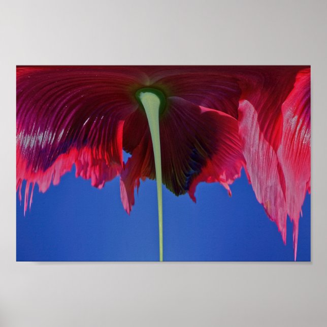 Melting flower poster (Front)