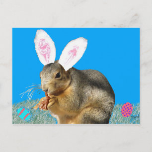 Melvin Cottontail Postcard
