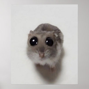 meme, hamster, hamster meme, sad hamster, funny poster