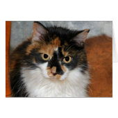 MeMeow (Front Horizontal)