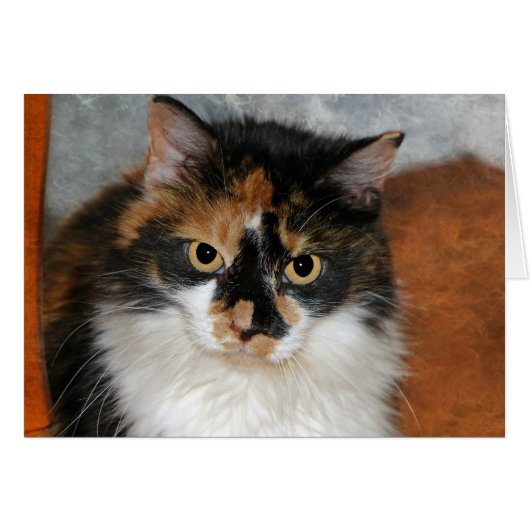 MeMeow Cards (Front Horizontal)