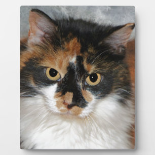 MeMeow Plaque