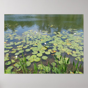 Memorial Park Wetlands Poster