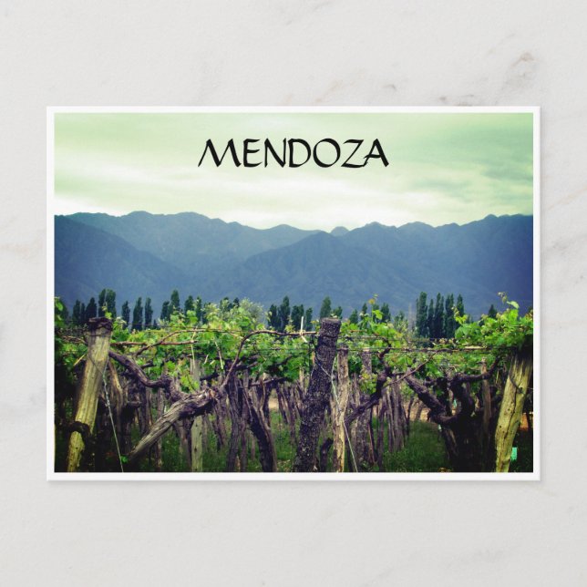 mendoza vines andes postcard (Front)