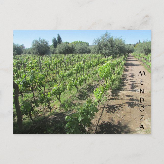 mendoza vineyard postcard (Front)