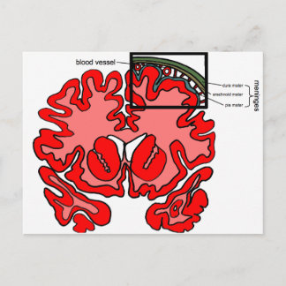 Meninges Postcard