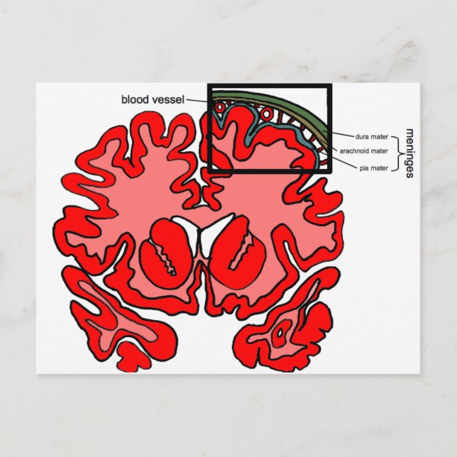Meninges Postcard (Front)