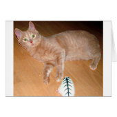 MEOW (Front Horizontal)