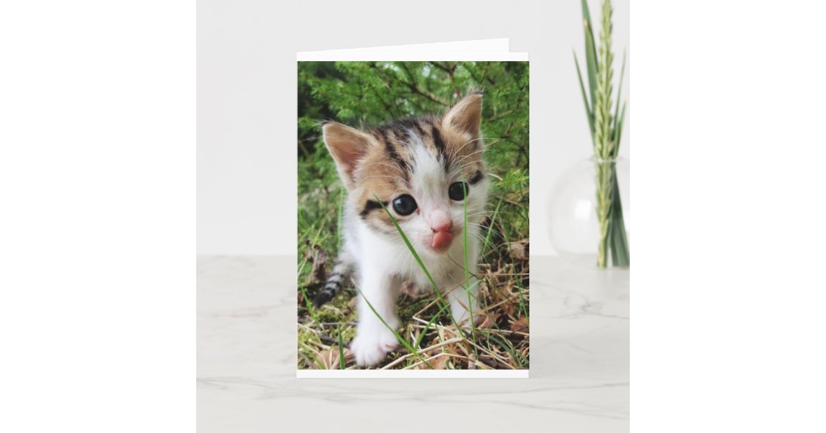 Meow And Happy Birthday From Cute Kitty Card Zazzle Com