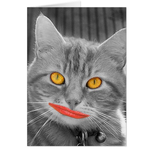 Meow Cards (Front)