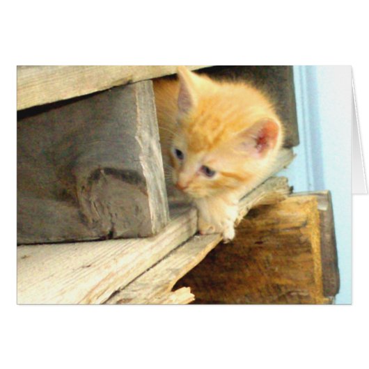 Meow Cats 1 Cards (Front Horizontal)
