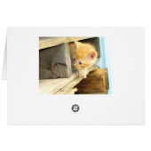 Meow Cats 1 Cards (Back Horizontal)