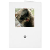 Meow Cats 2 Cards (Back)