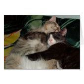 Meow Cats 3 (Front Horizontal)