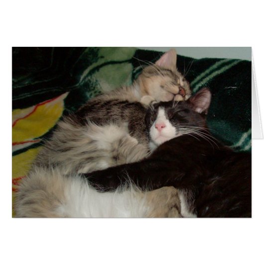 Meow Cats 3 (Front Horizontal)