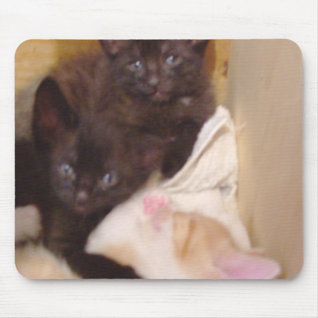 Meow Cats 38 Mousepad (Front)