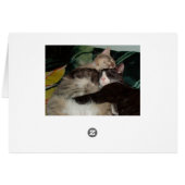 Meow Cats 3 Cards (Back Horizontal)
