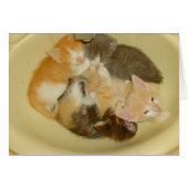 Meow Cats 4 (Front Horizontal)