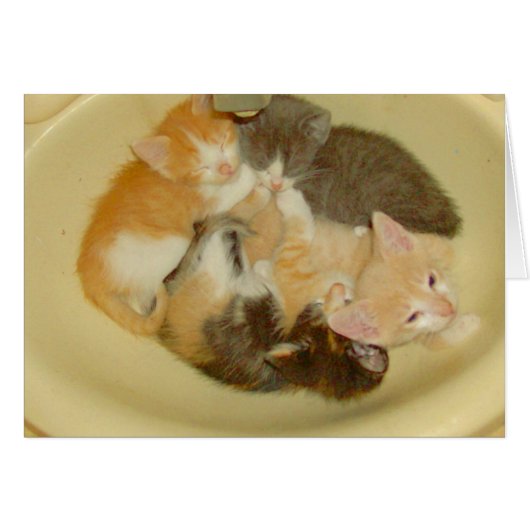 Meow Cats 4 (Front Horizontal)