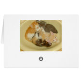 Meow Cats 4 (Back Horizontal)