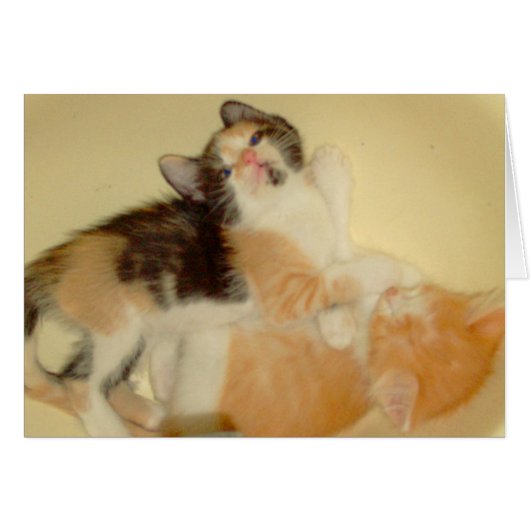 Meow Cats 5 Cards (Front Horizontal)