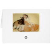 Meow Cats 5 Cards (Back Horizontal)