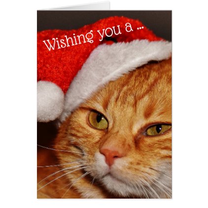 Meow-y Christmas Card