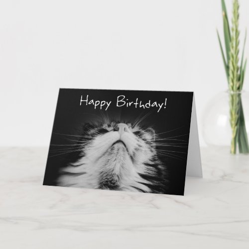 Meowvelous Birthday Wishes Card