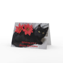 Meowy Christmas Black Cat Red Poinsettias Photo