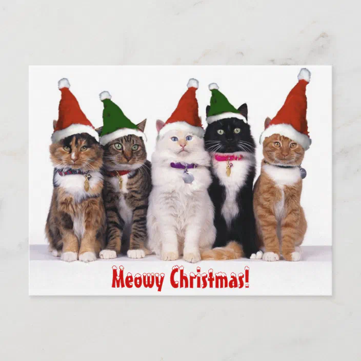 Cats Cat SANTA HATS Christmas Postcards or Flat Cards Env 