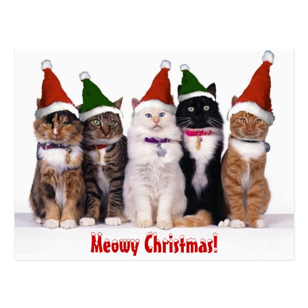 "Meowy Christmas!" Cats Postcard