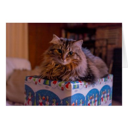 Meowy Christmas Kitty in a Gift Box Card