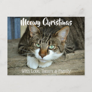Meowy Christmas Your Cat's Holiday Greetings Postcard
