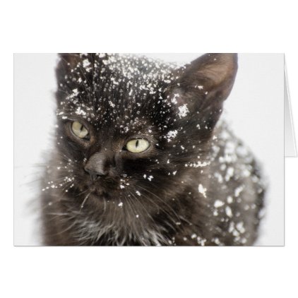 Meowy Merry Let it Snow Christmas Cat Card