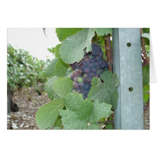 Mercier Vineyard Cards (Front Horizontal)
