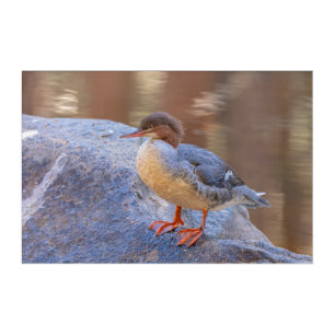 Merganser acrylic print