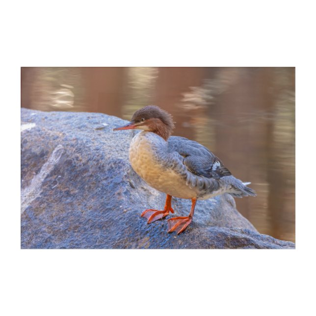 Merganser  acrylic print (Front)