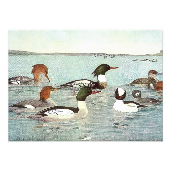 Merganser & Ruddy Duck Design Announcements