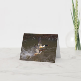 Merganser's Take-off Card