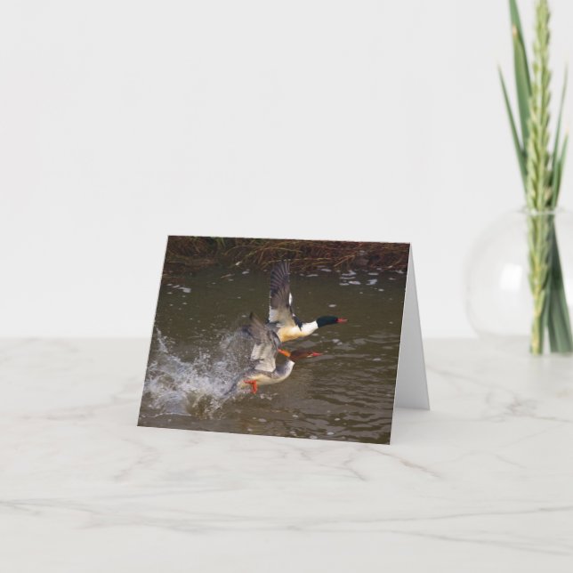 Merganser's Take-off Card (Front)