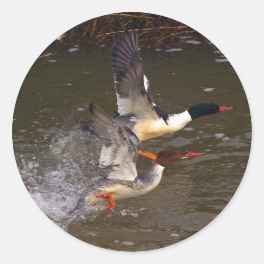 Merganser's Take-off Classic Round Sticker