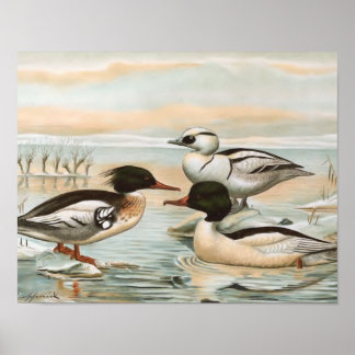 Mergansers Vintage Bird Illustration Poster