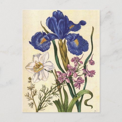 Merian Floral Art Postcard