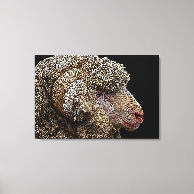 Merino sheep art canvas print (Front)