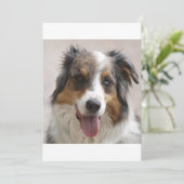 merle aussie (Standing Front)