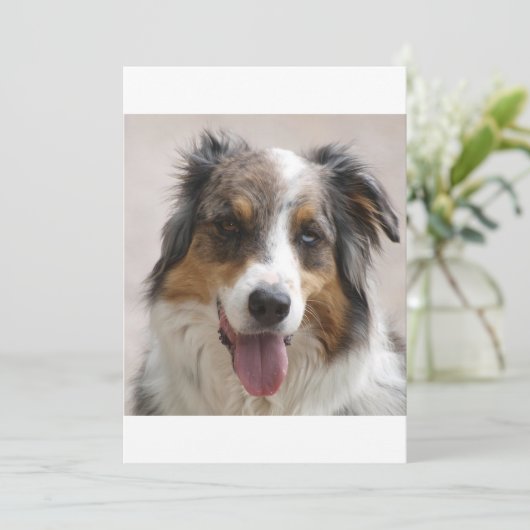 merle aussie (Standing Front)