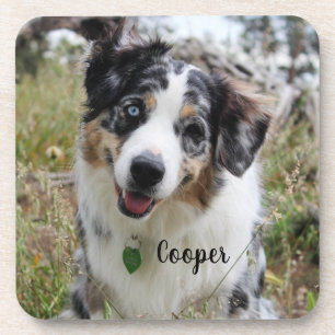 Merle Australian Shepherd Puppy Beverage Coaster
