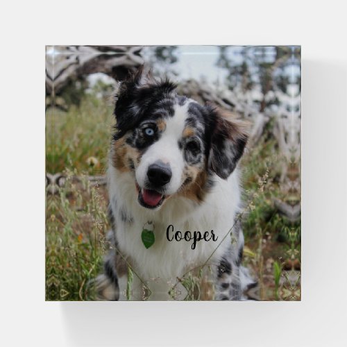 Merle Australian Shepherd Puppy Paperweight